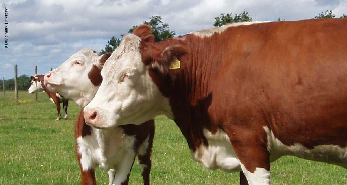 ABHB e Minerva Foods anunciam parceria para bonificar animais das raças Hereford e Braford