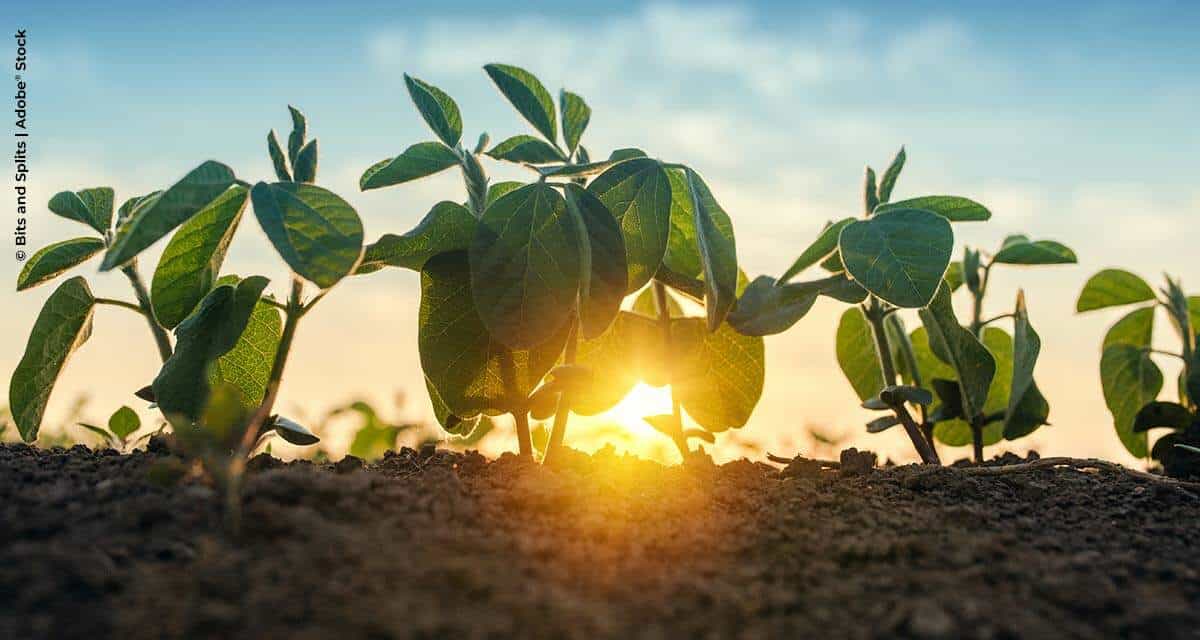 Plantabilidade traz ganho de produtividade para soja