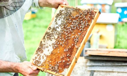 Criadores de abelhas não gostam muito de falar sobre o cadastro na Defesa Agropecuária. Por que precisamos tratar disso?