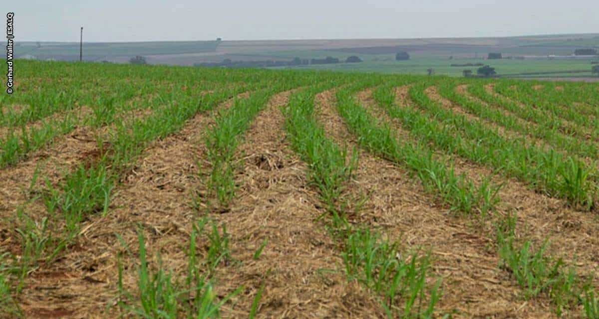 Sistema TEMPOCAMPO divulga outlook da cana-de-açúcar