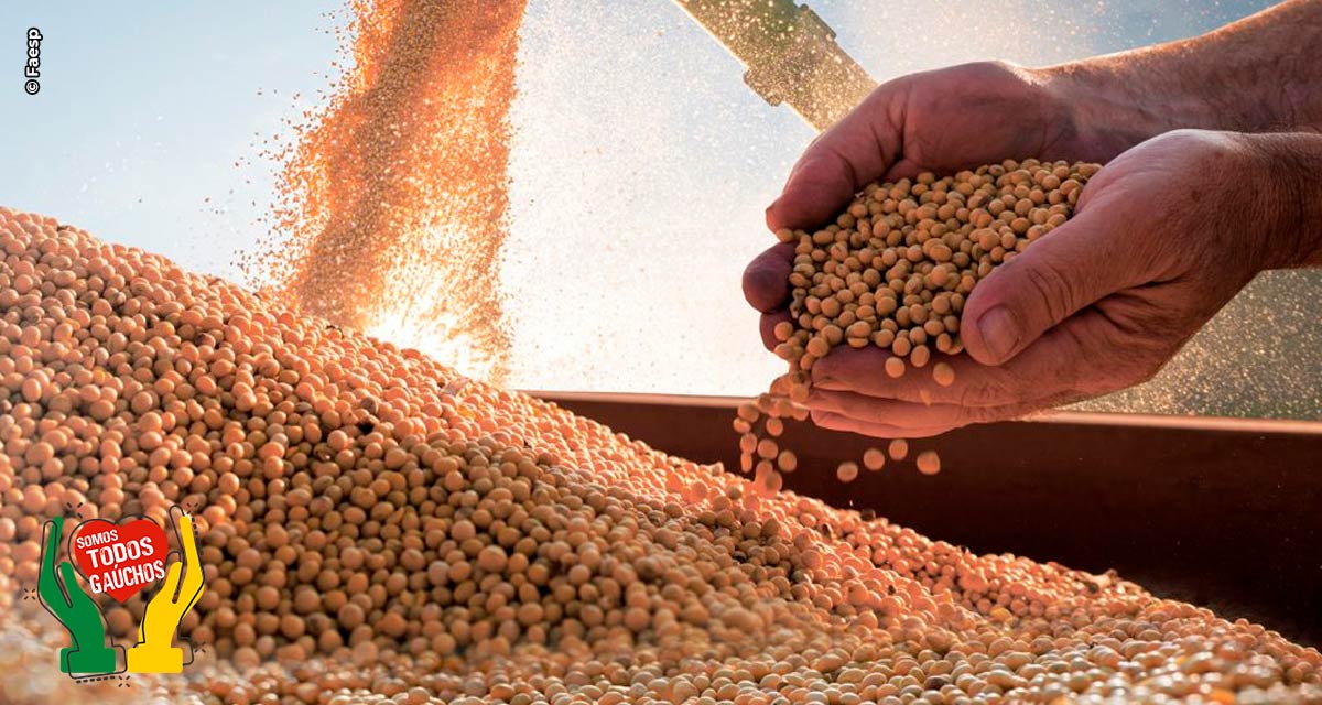 Produção de grãos no Brasil tem queda de 8% em relação ao ciclo anterior