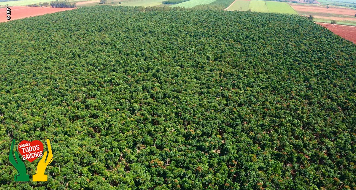 Ativo florestal atrai investimento internacional e contribui para movimentação milionária