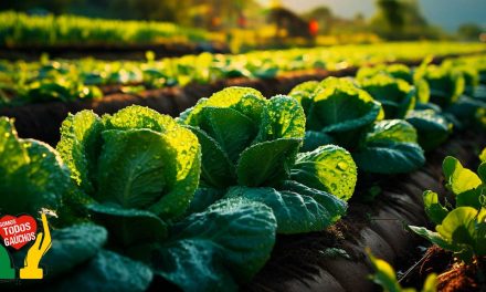 Dicas e práticas de manejo para a produção de hortaliças