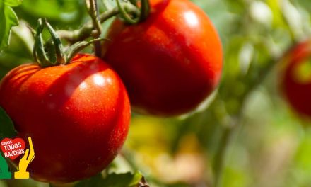 Safra de tomate industrial 2024 retrocede e deve voltar ao patamar de 2022, aponta associação