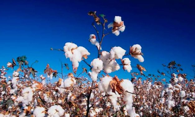 Bayer apresenta soluções integradas para algodão e soja na Bahia Farm Show