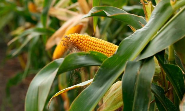 Híbrido de milho verde da Bayer abre oportunidades para novos negócios em pequenas e médias propriedades