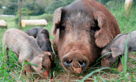 Compassion in World Farming (CIWF) anuncia abertura das inscrições para o Prêmio Good Farm Animal Welfare 2024