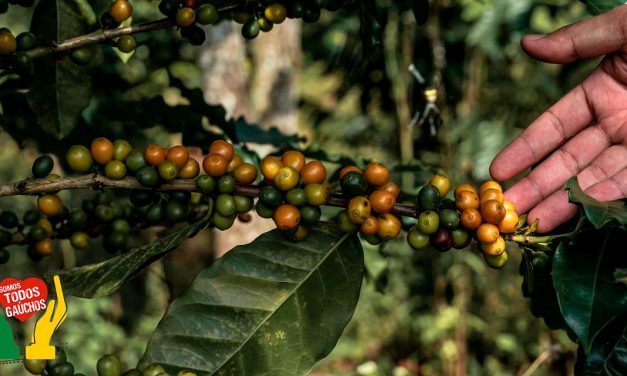 Produção de café em 2024 deve chegar a 58,8 milhões de sacas