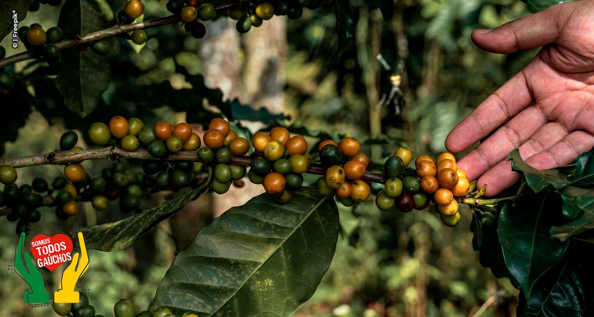Produção de café em 2024 deve chegar a 58,8 milhões de sacas
