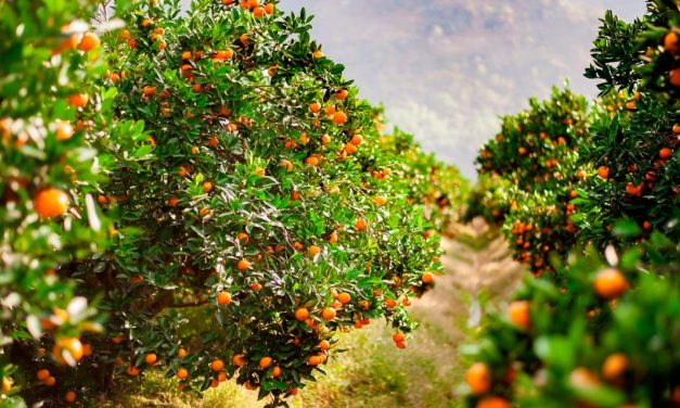 Relatório mostra quebra histórica na produção de laranja no Cinturão Citrícola