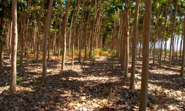 Reflorestamento comercial reduz CO2 e ganha destaque no planejamento ambiental brasileiro