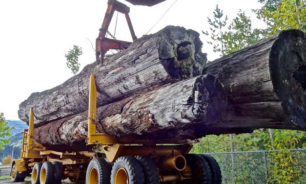 Investimentos e eficiência na gestão de equipamentos florestais