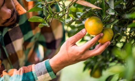 Sanidade Vegetal – Após vistoria, citricultor tem até 15 de julho para entregar relatório Cancro/Greening