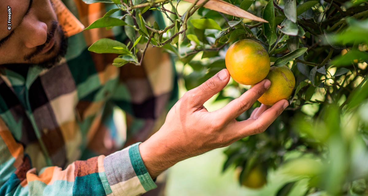 Sanidade Vegetal – Após vistoria, citricultor tem até 15 de julho para entregar relatório Cancro/Greening