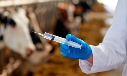 Sanidade Animal – Desabastecimento prorroga campanha de vacinação contra Brucelose e altera prazo para atualização de rebanhos no Estado de São Paulo