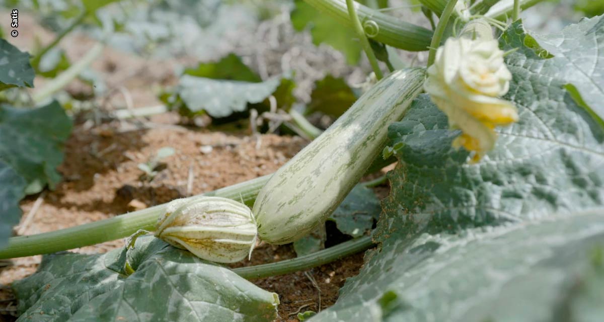 Satis leva para a Hortitec soluções para o estresse das plantas