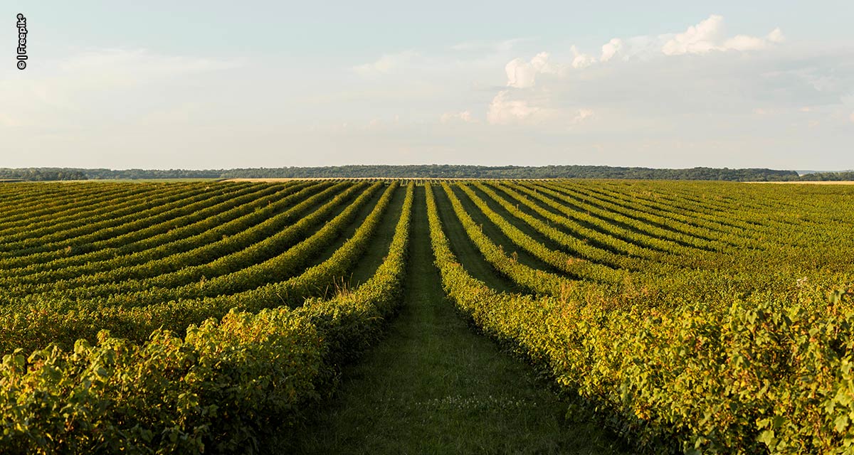 Brasil expande área tratada com defensivos agrícolas em 10,5% em 2023, segundo pesquisa encomendada pelo Sindiveg