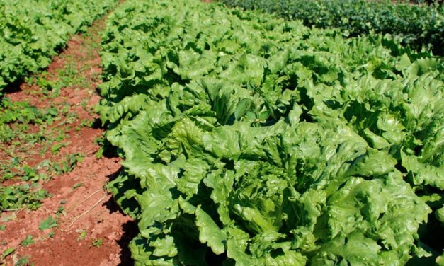 Hortitec 2024: fertilizante orgânico aumenta  a produtividade de flores, frutas e hortaliças