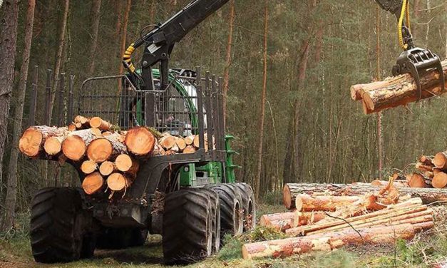 Mercado florestal ganha protagonismo e abre novas oportunidades no campo