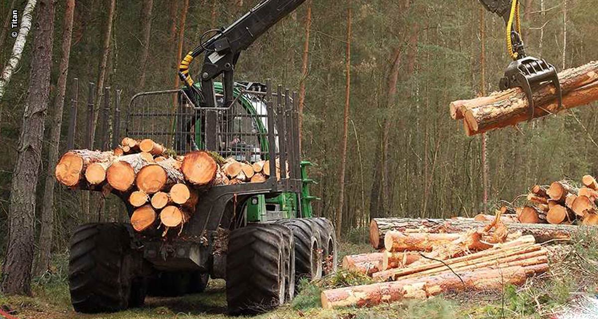 Mercado florestal ganha protagonismo e abre novas oportunidades no campo