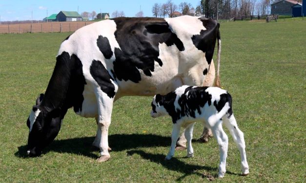 Bem-estar e nutrição de vacas leiteiras é o destaque da Trouw Nutrition na Megaleite 2024