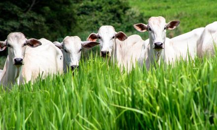 Suplementação adequada, quantidade e qualidade do pasto definem o desempenho na engorda de bovinos a pasto