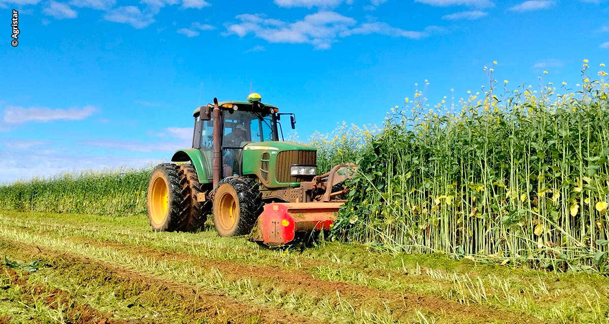 Biofumigação combate pragas e promove a regeneração do solo