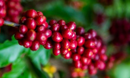 Soluções biológicas ajudam a mitigar adversidades no plantio de café