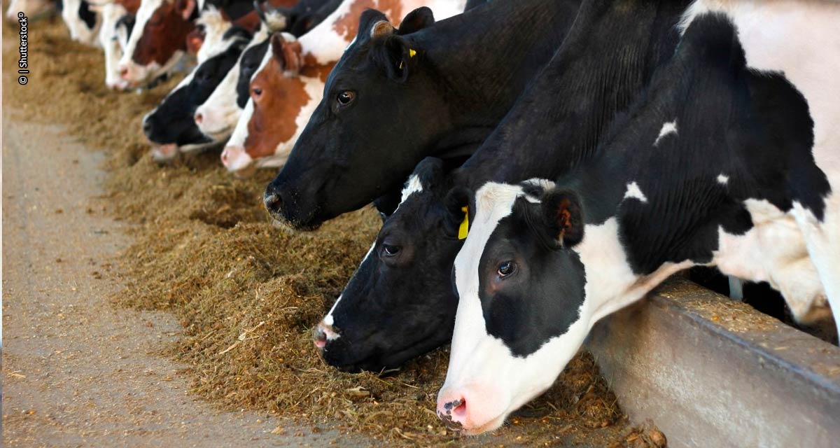 Substituição total por minerais orgânicos amplia produção de leite de forma sustentável