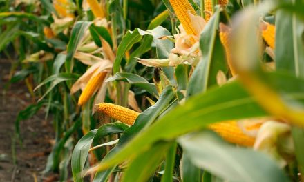 Bayer lança híbrido de milho para safra verão 24/25 visando produtor da região Sul em busca de segurança para colheita