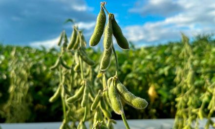 Caraíba Genética e Sementes lança três novas cultivares de soja desenvolvidas para o Cerrado brasileiro