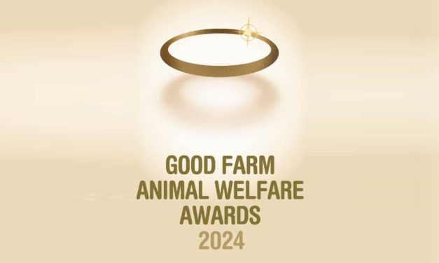 Compassion in World Farming estende prazo de inscrições para o prêmio Good Farm Animal Welfare Awards 2024 para as categorias de espécies animais