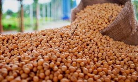 CropLife Brasil tem resultado favorável em ação judicial contra pirataria de sementes de soja