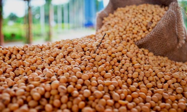 CropLife Brasil tem resultado favorável em ação judicial contra pirataria de sementes de soja