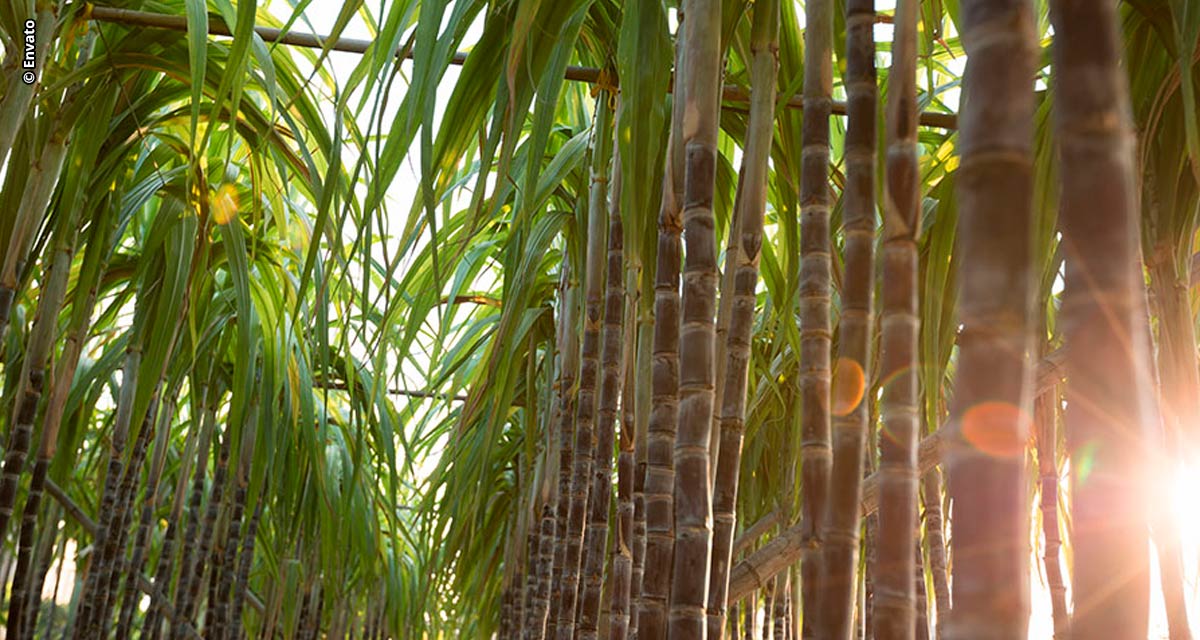 Pesquisa valida método de irrigação de cana como estratégia às mudanças climáticas