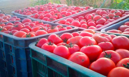 La Niña afeta produções de hortifruti no Nordeste brasileiro