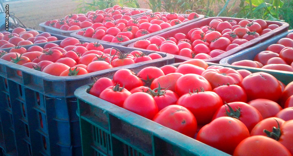 La Niña afeta produções de hortifruti no Nordeste brasileiro