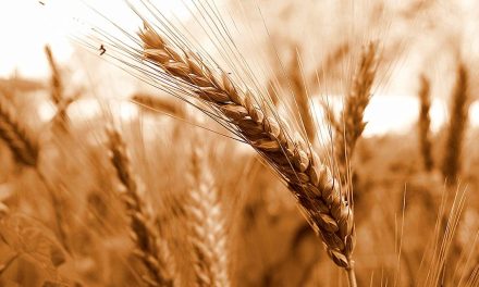 Avanço da semeadura de trigo na Região Sul desafia variações climáticas