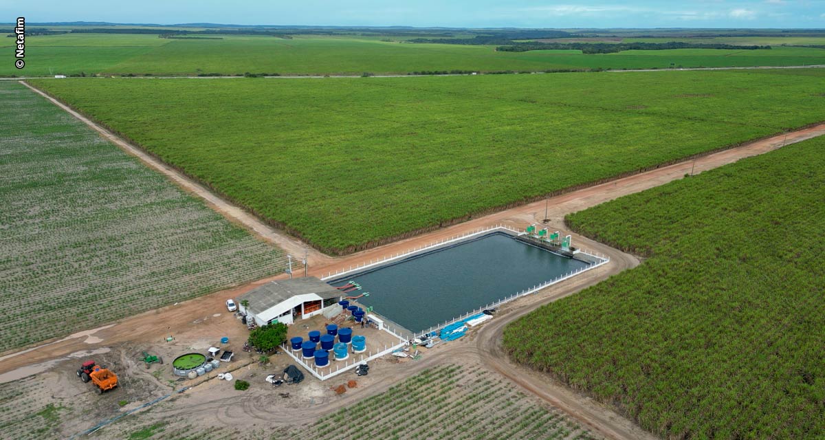 Irrigação por gotejamento Netafim impulsiona sucesso da Estreito Agropecuária na produção de cana-de-açúcar