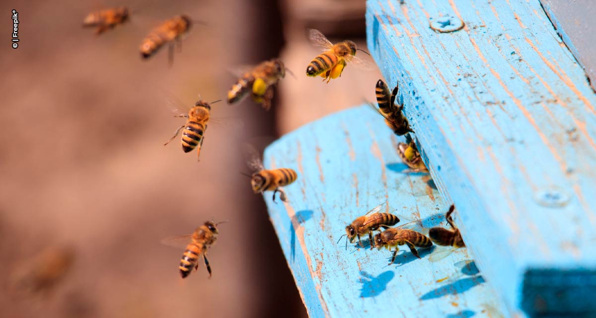 Para proteger abelhas, Colmeia Viva® oferece assistência técnica e especializada via 0800