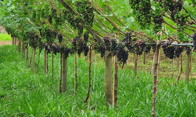 Produtor inova com integração de braquiária no sistema de cultivo de uvas gourmet