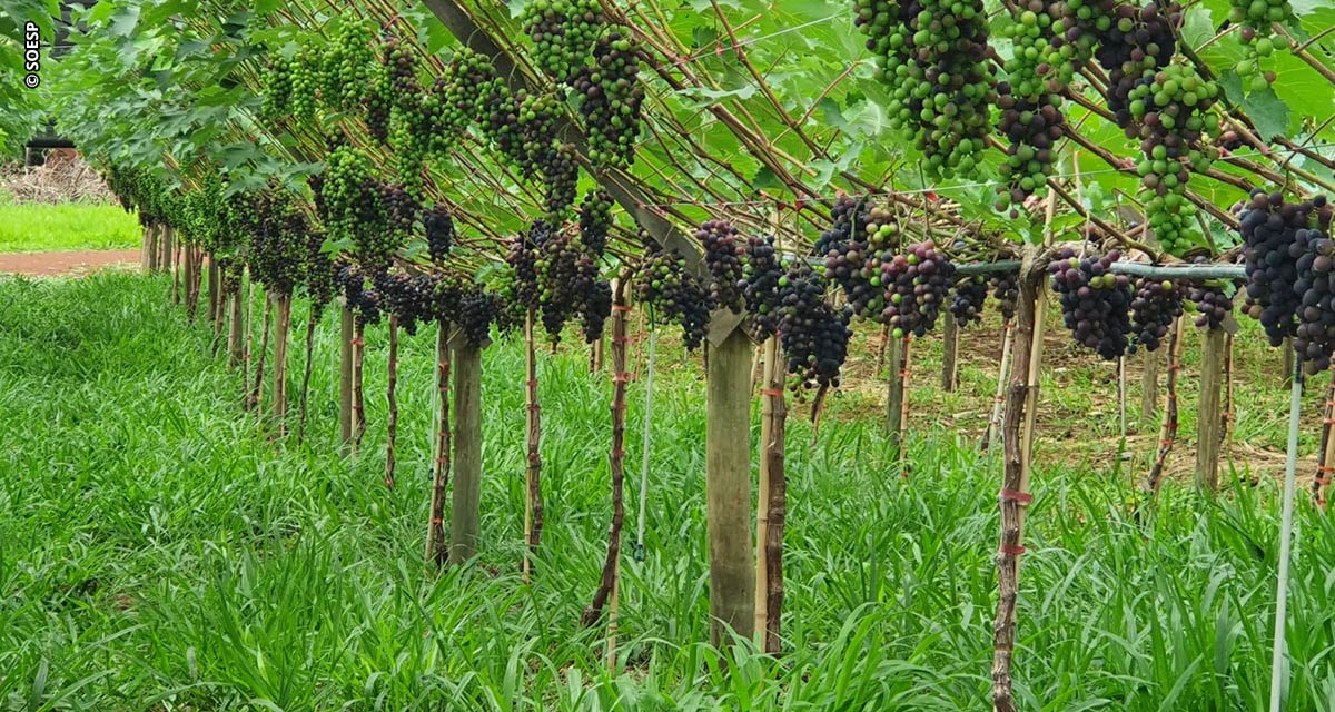 Produtor inova com integração de braquiária no sistema de cultivo de uvas gourmet