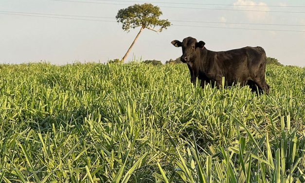 Período de seca exige atenção à suplementação do gado