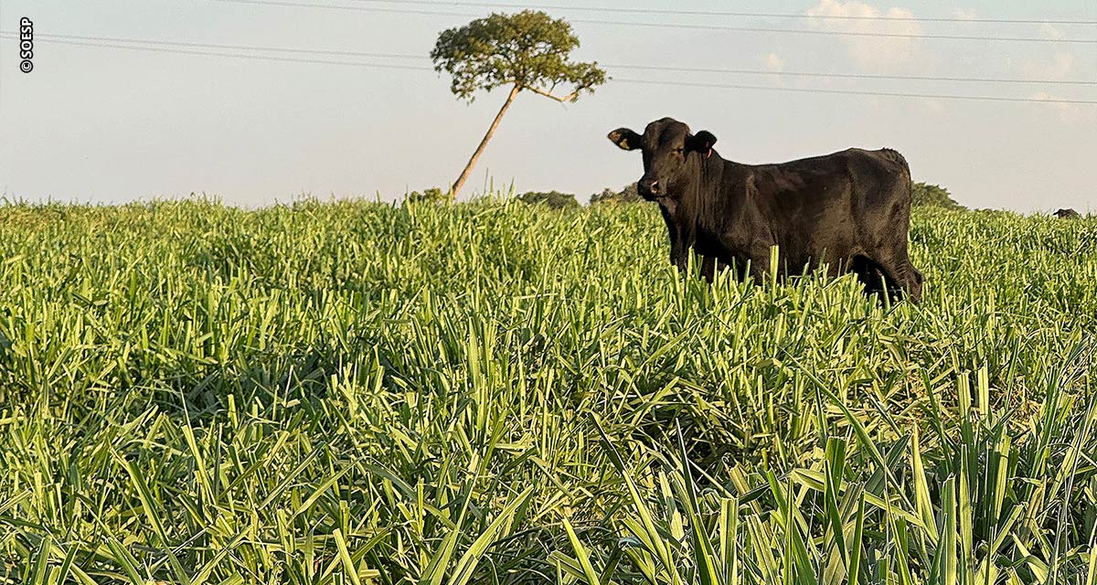 Período de seca exige atenção à suplementação do gado