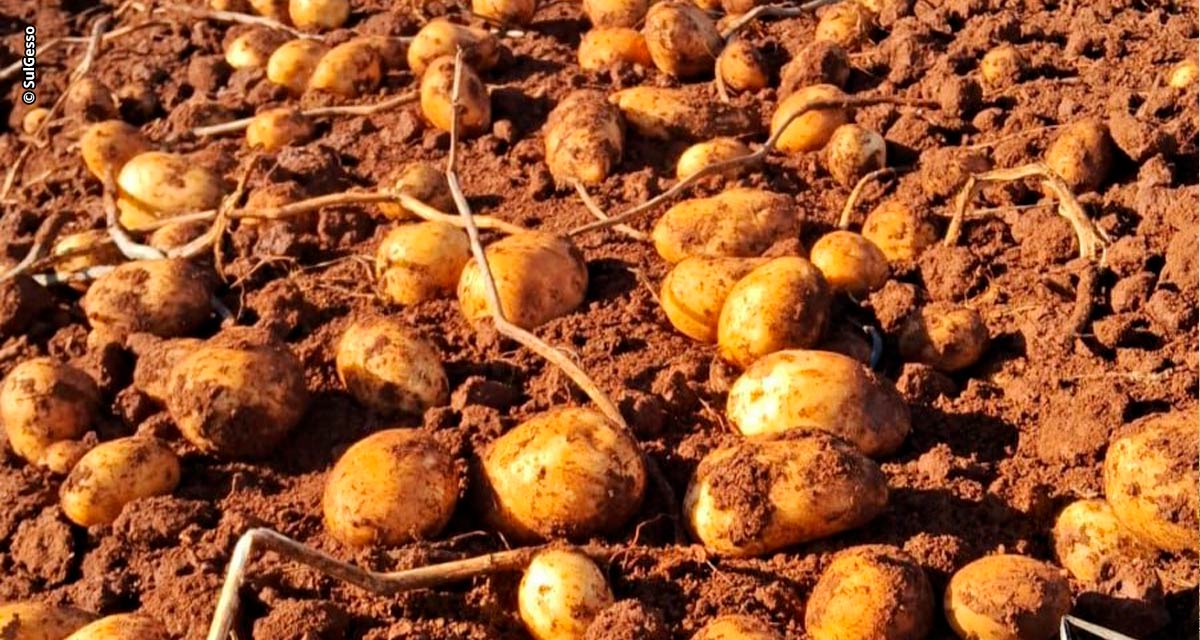 Adubação de cobertura incrementa o rendimento no cultivo da batata