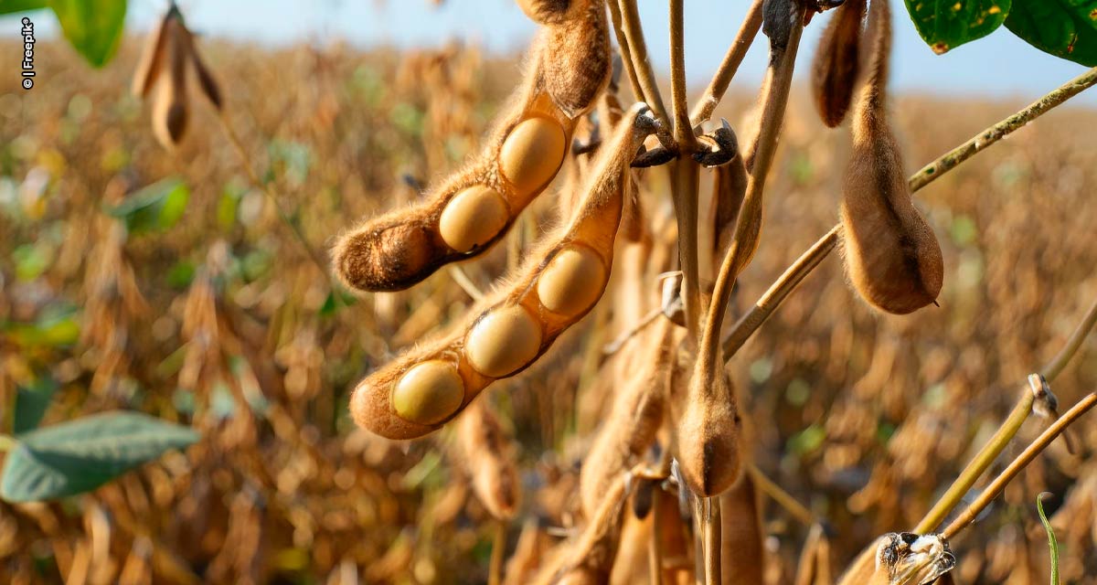 La Niña deve provocar períodos de estiagem no Sul do país e impactar na produção de soja