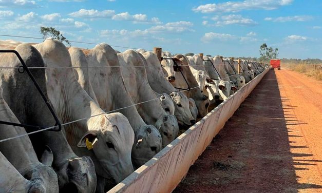 Rentabilidade do confinamento de bovinos depende de boas estratégias nutricionais e infraestrutura, explica especialista