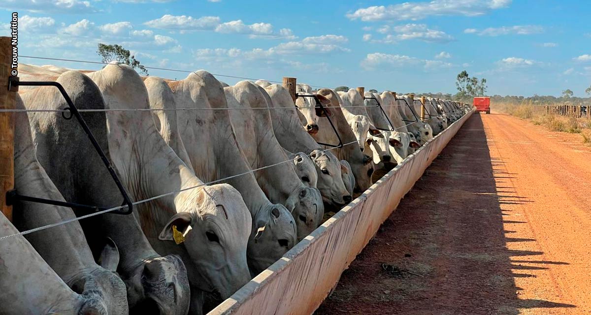 Rentabilidade do confinamento de bovinos depende de boas estratégias nutricionais e infraestrutura, explica especialista