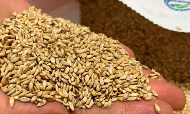 Produtores de grãos demandam mudanças no mercado de forrageiras