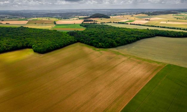 Agroicone Lança Nova Página ‘Agroicone Dados’ para Facilitar Acesso à Informações Estratégicas do Setor Agropecuário